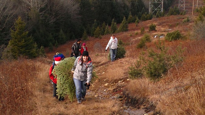 Getting the Tree (2)