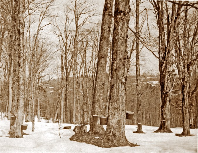 Sugar Orchard at Fort Pelham Farm (2)