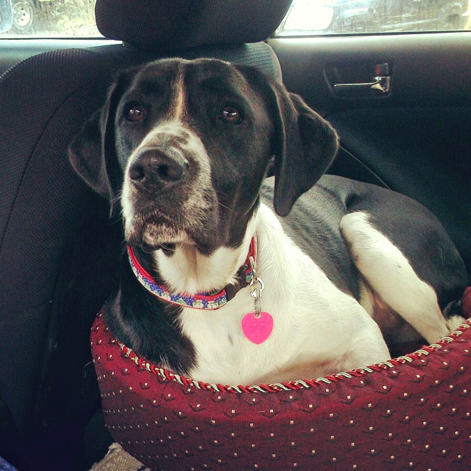 Chester in Buddiy's bed