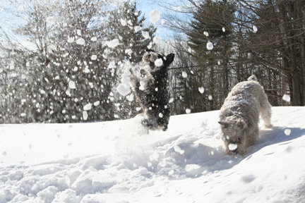 Sophie in the Snow (3)