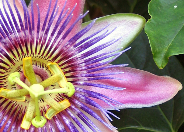 Passionflower