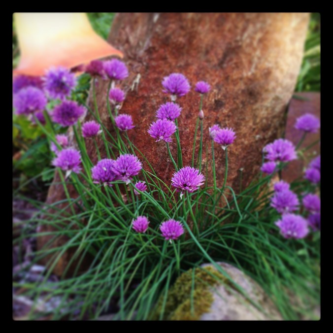 130616 Chives in bloom