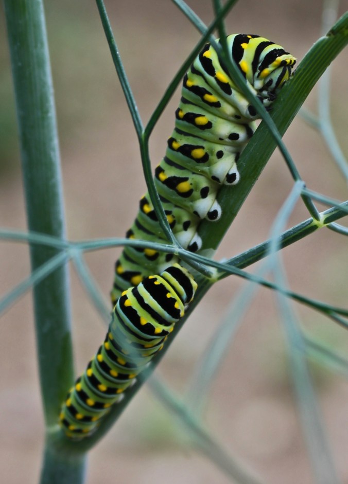130707 Swallowtail Caterpillar (1)