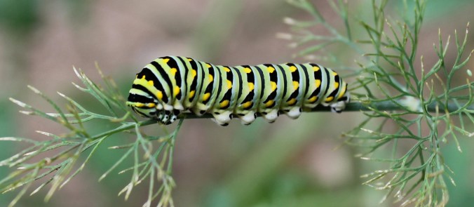 130707 Swallowtail Caterpillar (2)