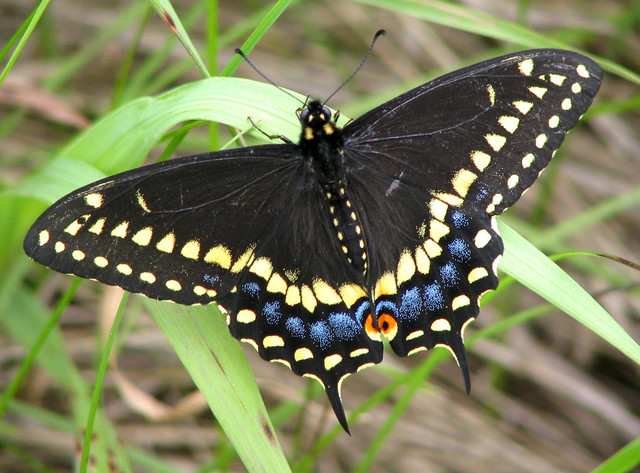 Black Swallowtail