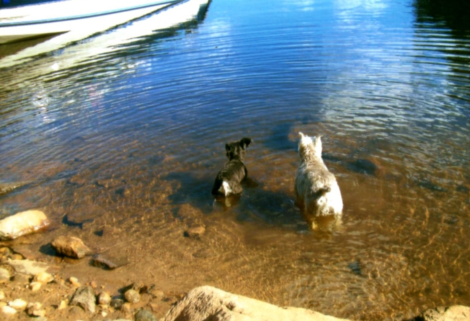 Buddy and Sophie at the lake