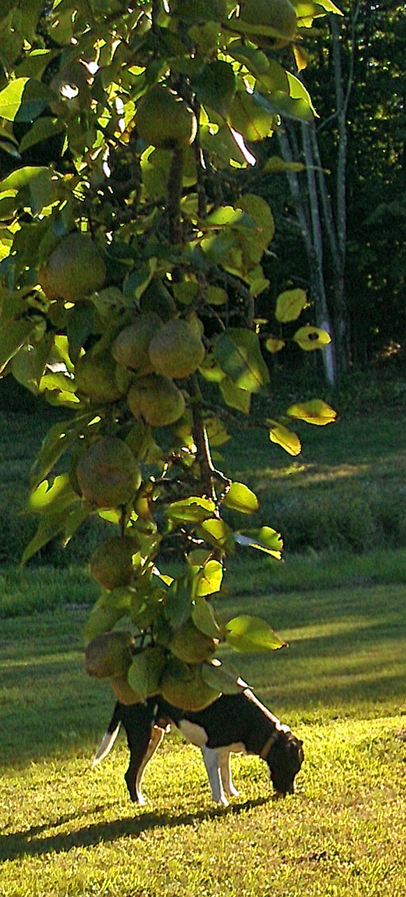 130908 Pear Tree Photobomb