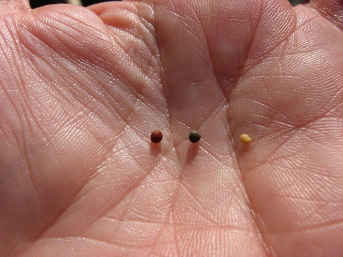 1074882_10151791012507909_1760285906_o