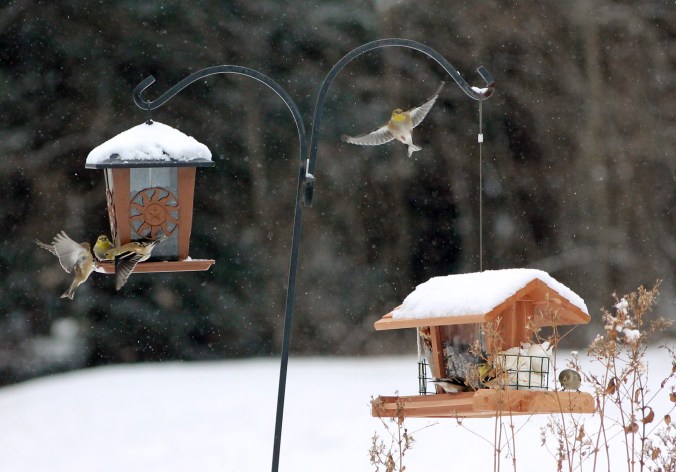 131226  Goldfinches (2)
