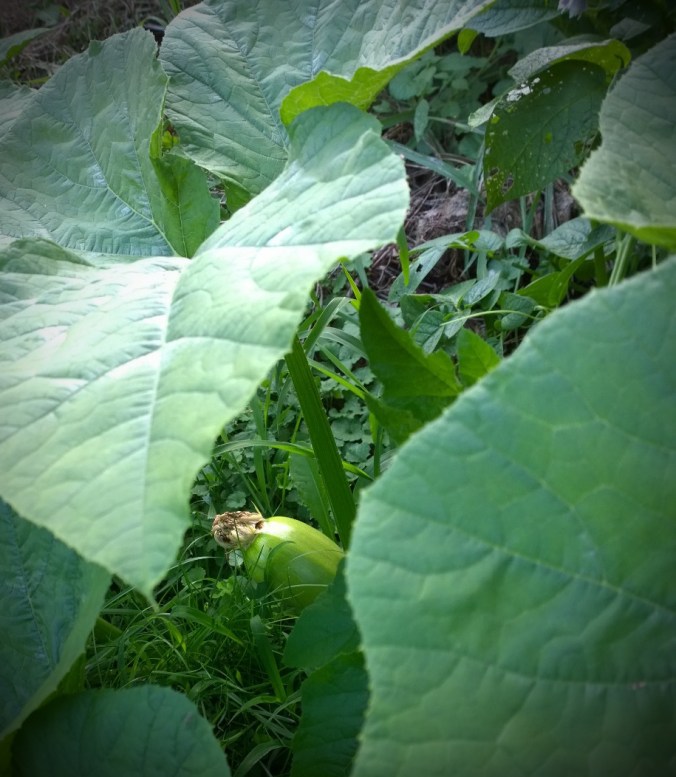 140808 Mulch pile pumpkin (2)