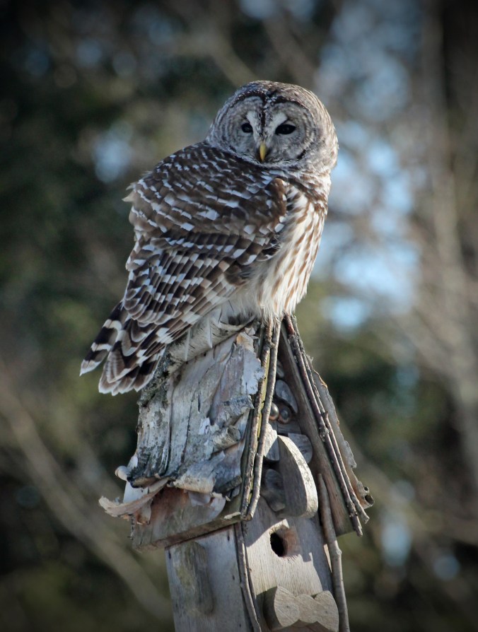 150228 Barred Owl (39)