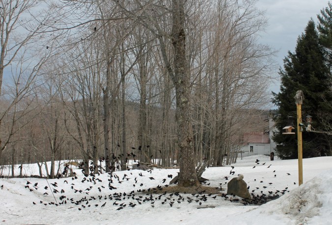 150403 Redwing Blackbirds (4)