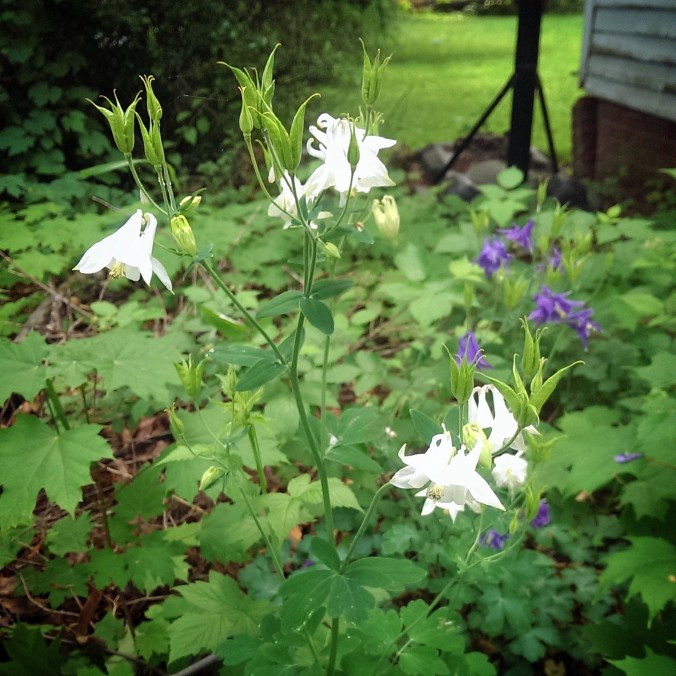 150601 Lucille's Columbine