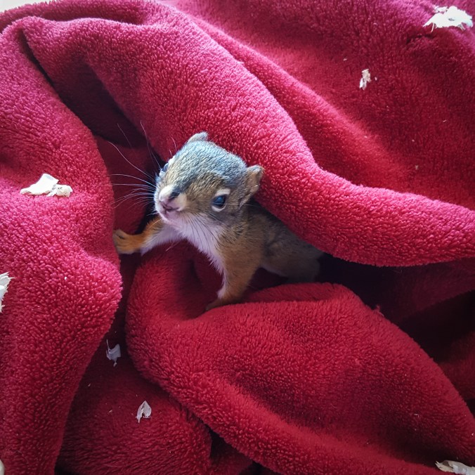 160510 Red Squirrel (1)