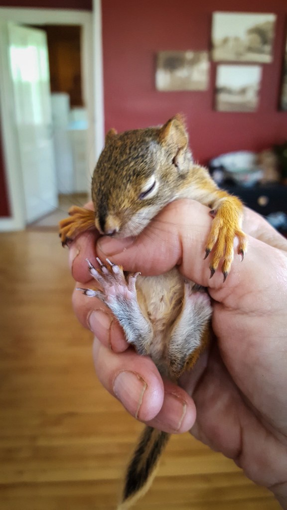 160510 Red Squirrel (3)